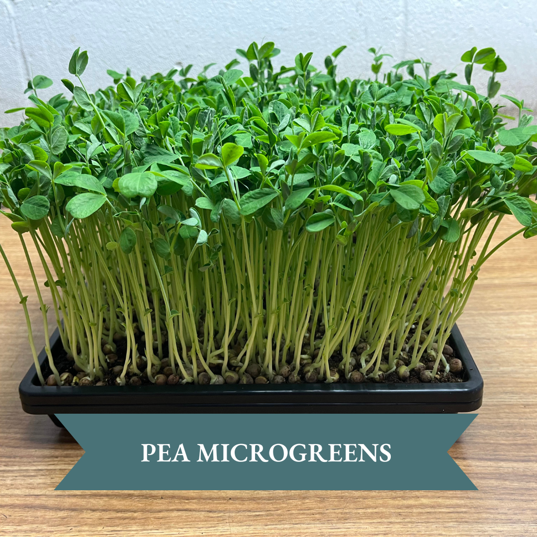 Micro Green Grow Kit