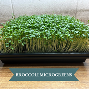 Micro Green Grow Kit